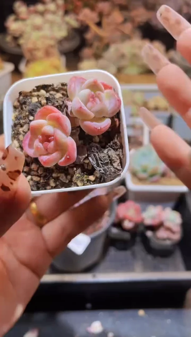 【闪购商品】903太妃糖