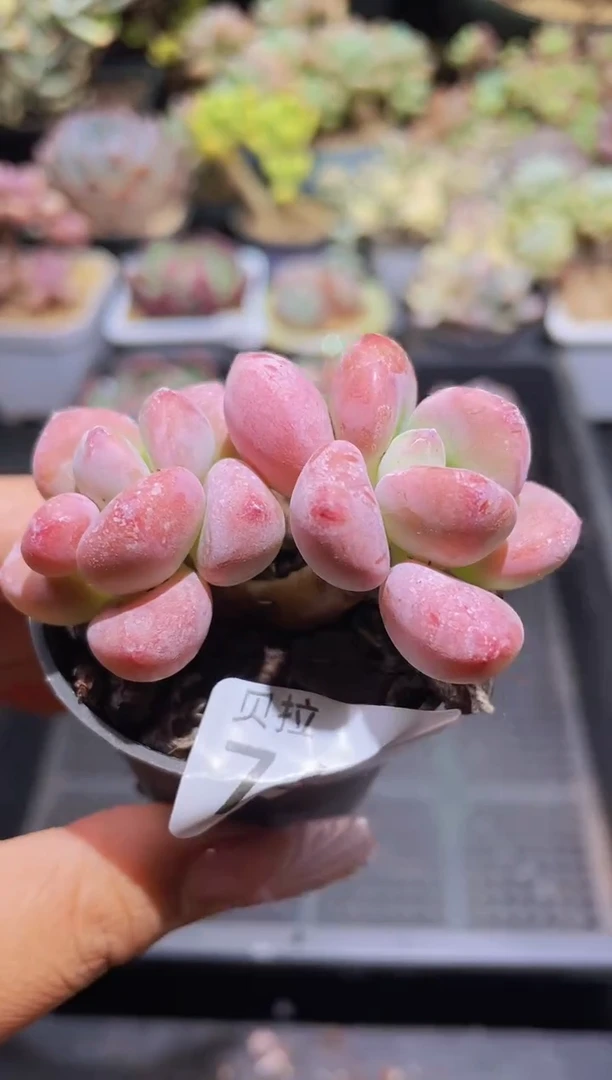 【闪购商品】764红洛神带盆土发