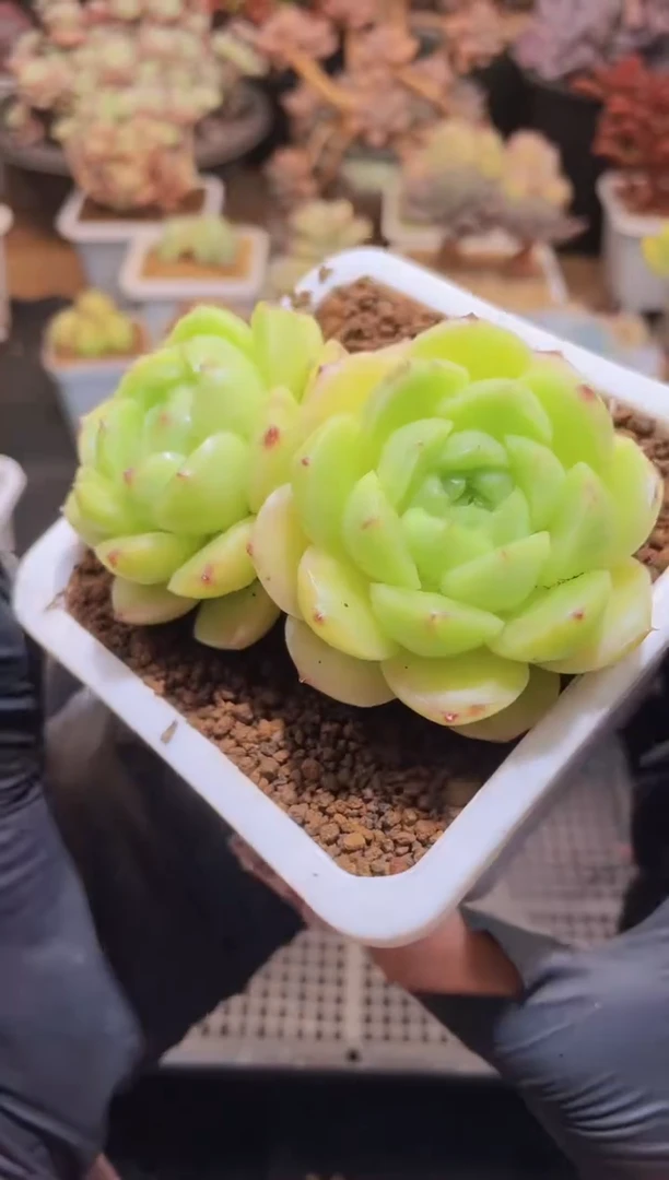 【闪购商品】647金珠双头