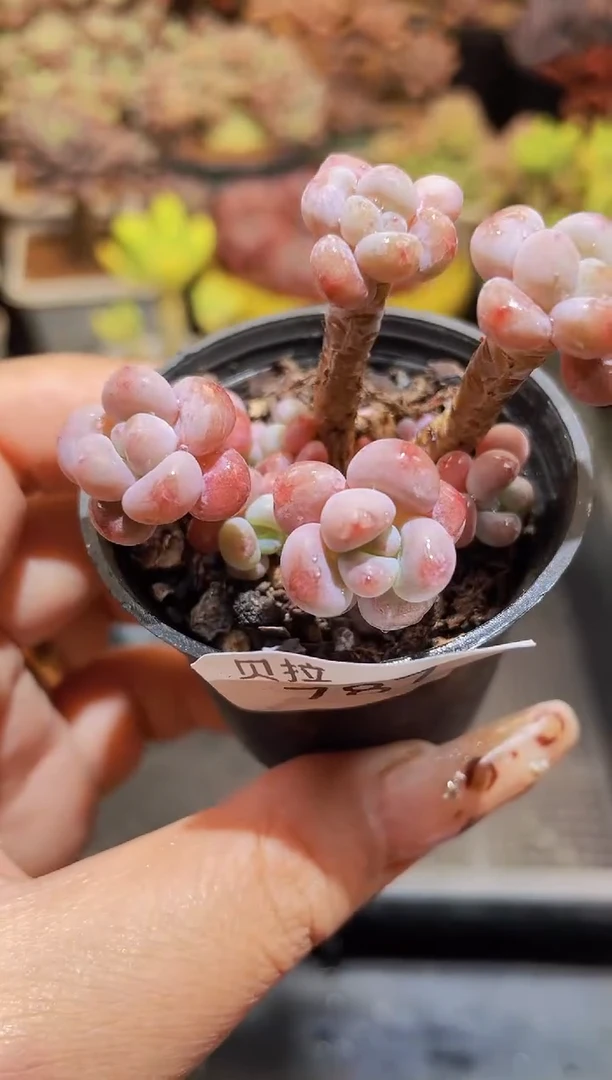 【闪购商品】787鱼子酱带盆土