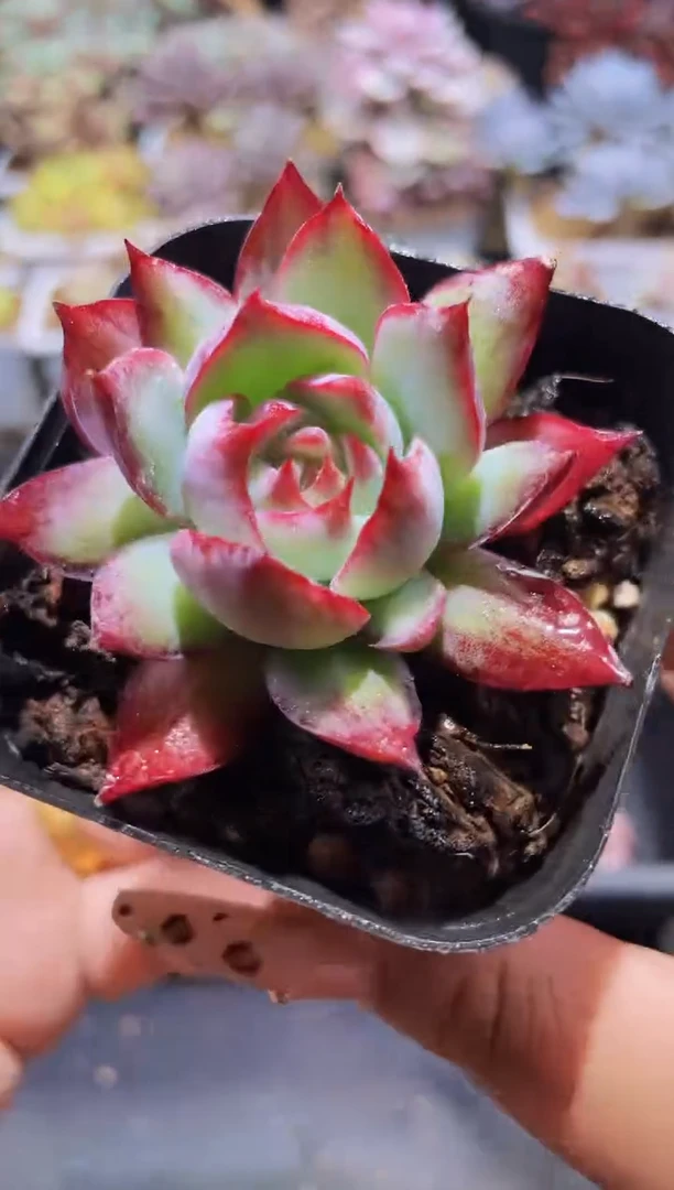 【闪购商品】236惊鸿仙子