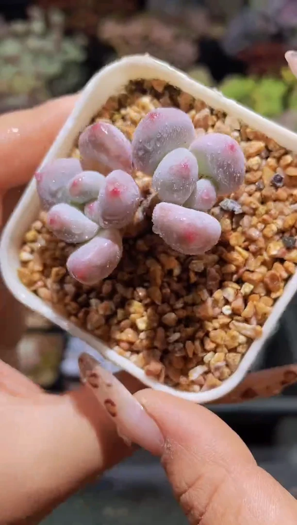 【闪购商品】445香水