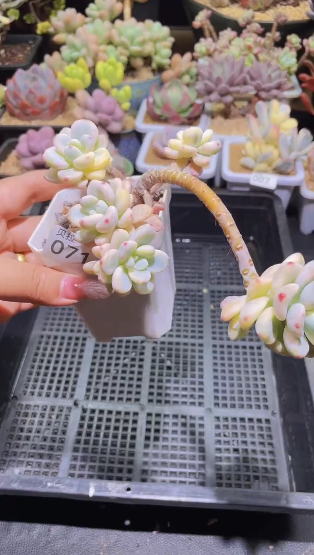 【闪购商品】071劳尔锦