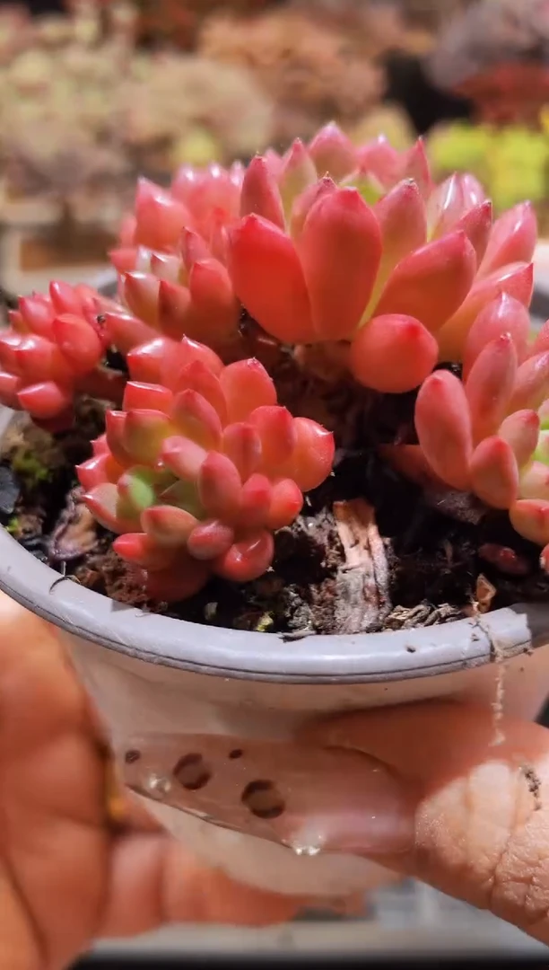 【闪购商品】011红宝石