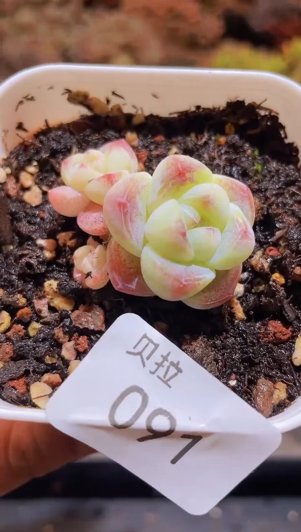 【闪购商品】091糖心冰玉