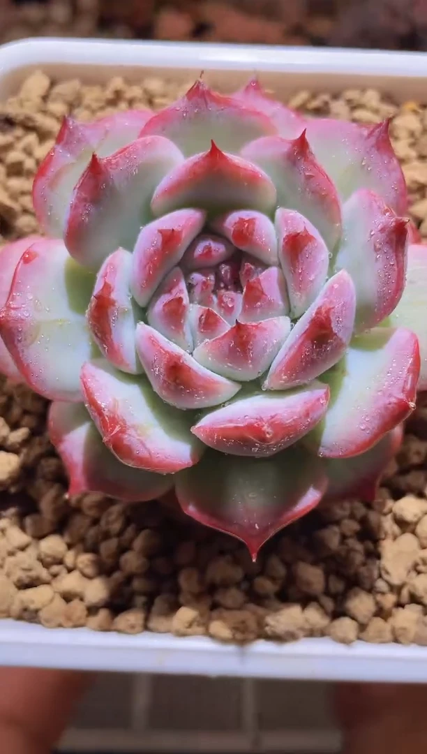 【闪购商品】502钻石卡贝拉