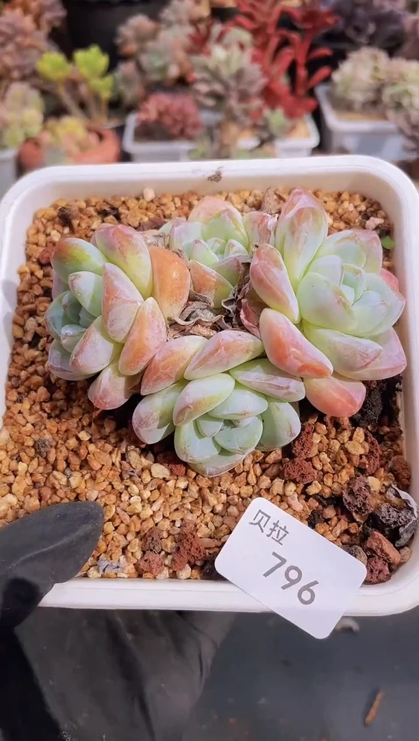 【闪购商品】796糖心冰玉