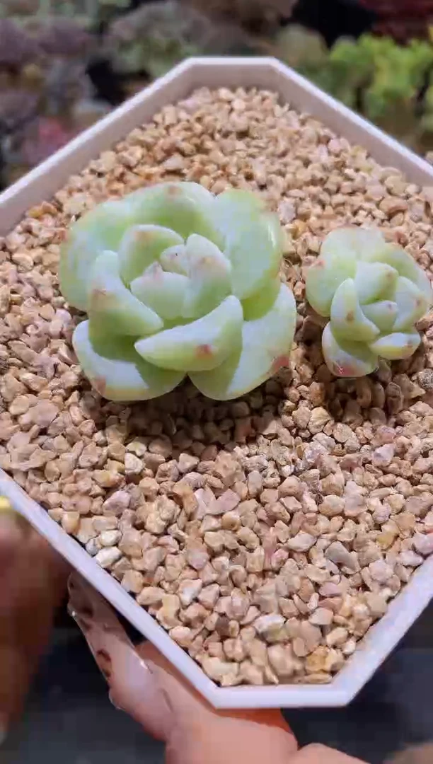 【闪购商品】028糖心冰玉