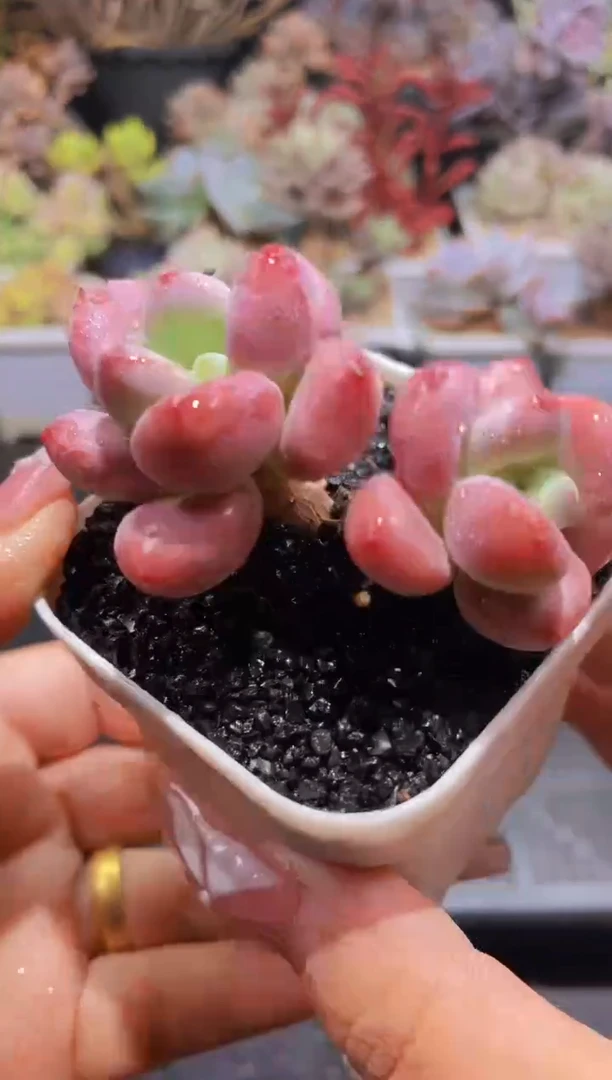 【闪购商品】101红洛神