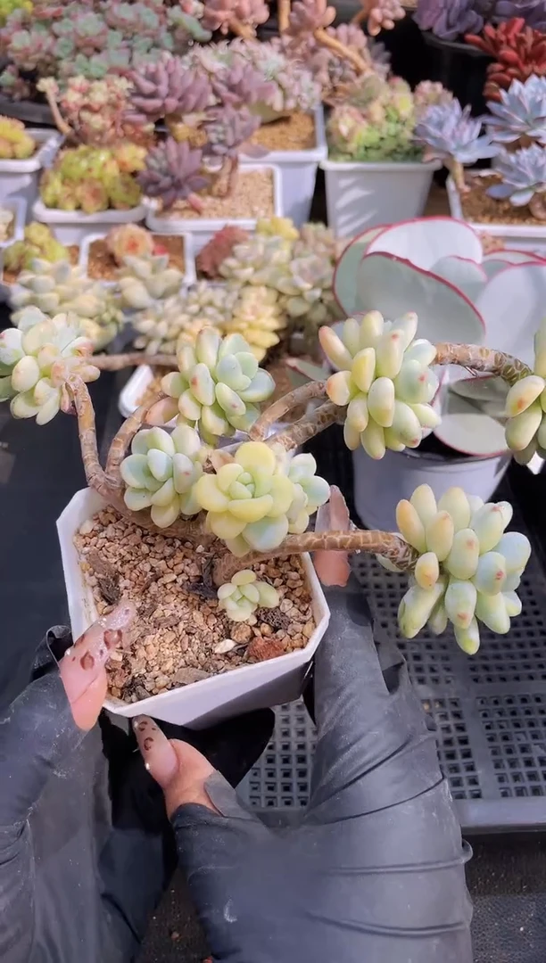 【闪购商品】675劳尔锦