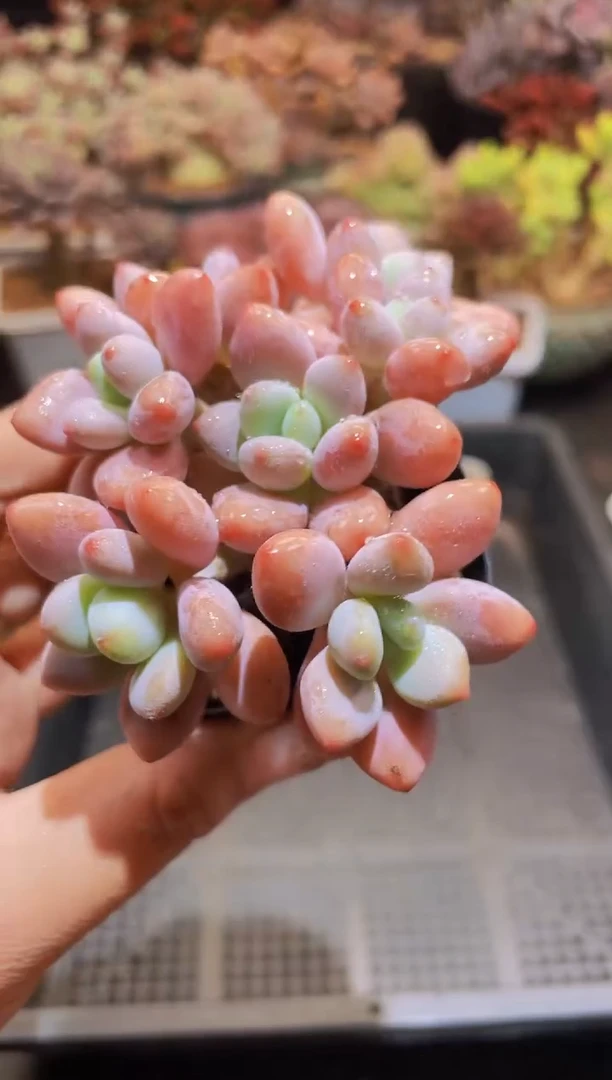 【闪购商品】905香水洛神