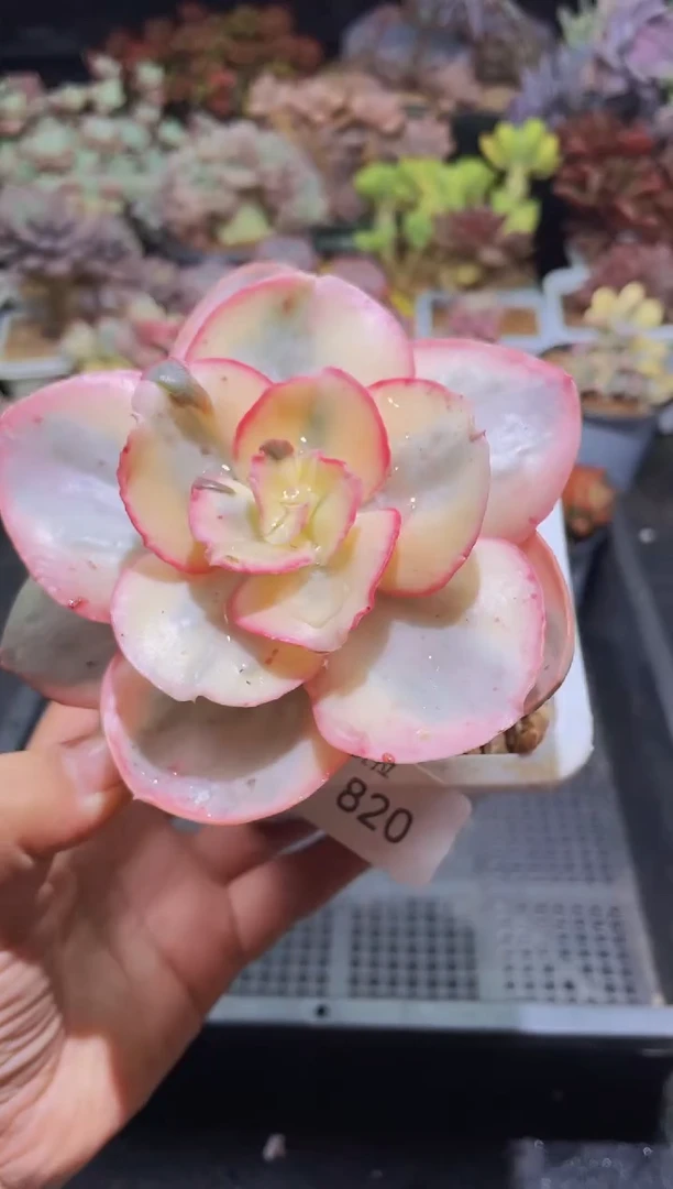 【闪购商品】820秀妍白富轮