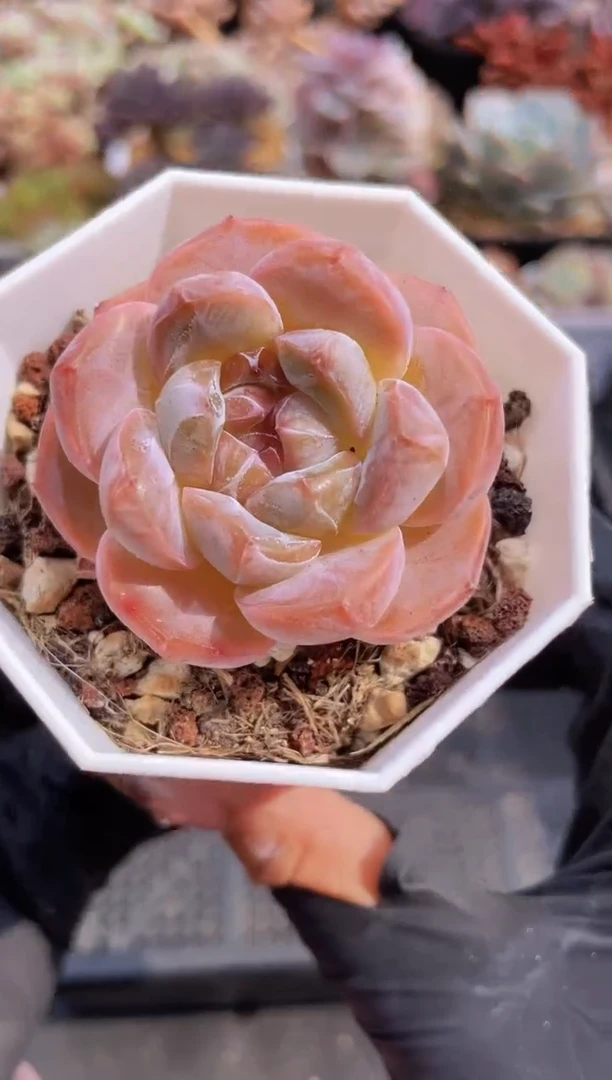 【闪购商品】009七彩琥珀