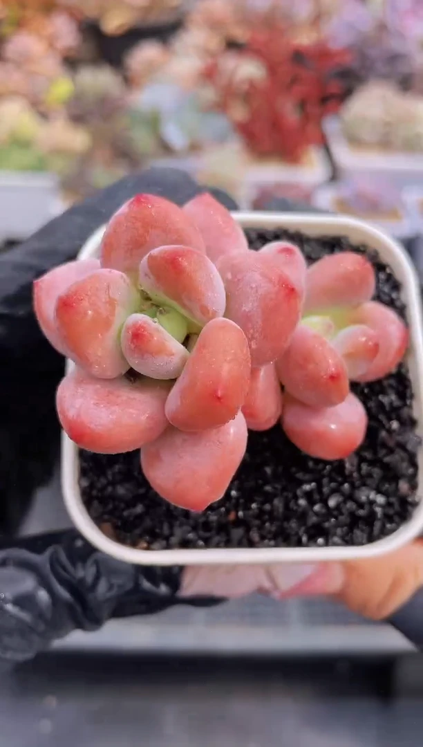 【闪购商品】146红洛神