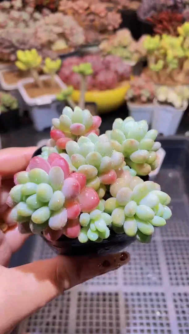 【闪购商品】696鱼子酱