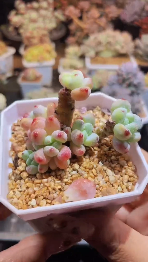 【闪购商品】930罗琦小号