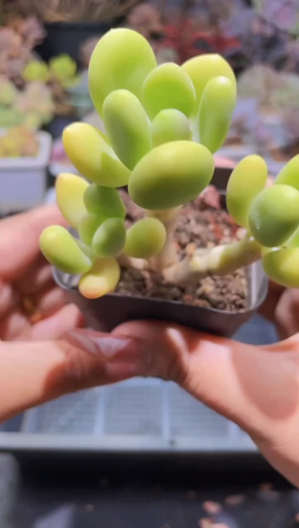 【闪购商品】025金蝉