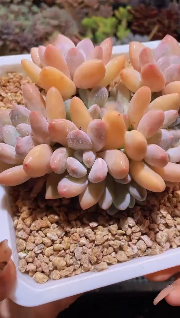 【闪购商品】186香水