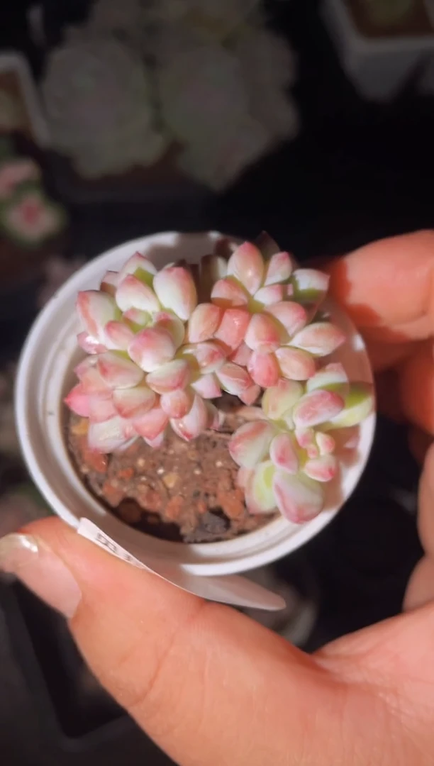 【闪购商品】338雪贝贝带盆土发