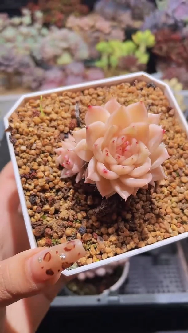 【闪购商品】743印花麦秆