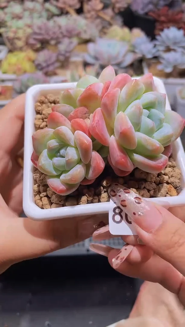 【闪购商品】808糖心冰玉多头