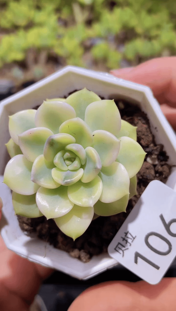 【闪购商品】106粉布偶锦