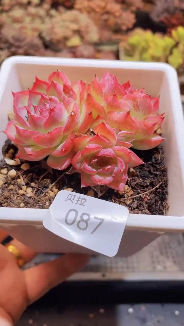 【闪购商品】087侧影