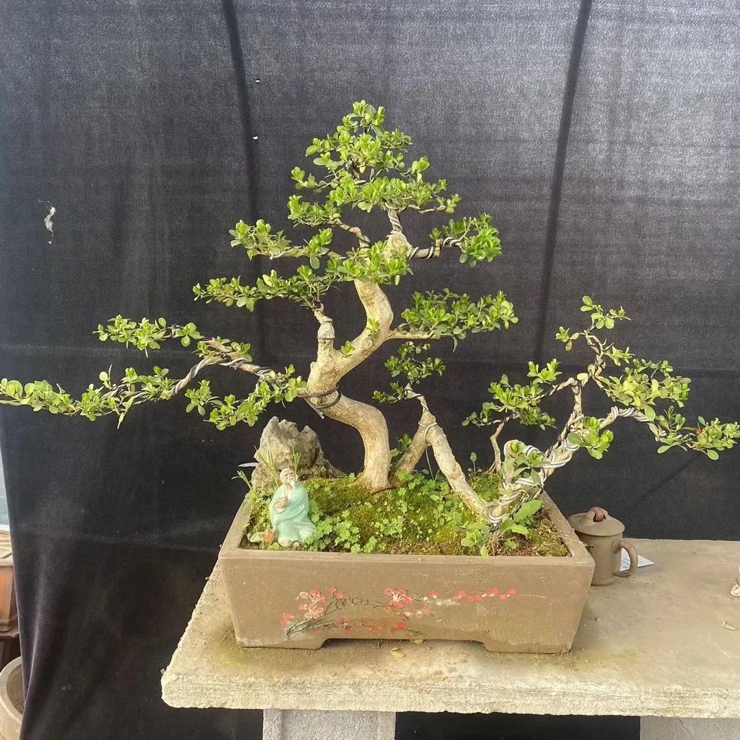老桩精品瓜子黄杨  高端盆景 直播间一物一拍  修剪春季光照土壤