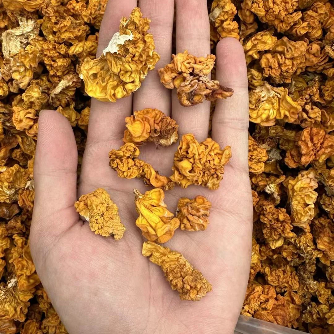 【西藏野生金耳】