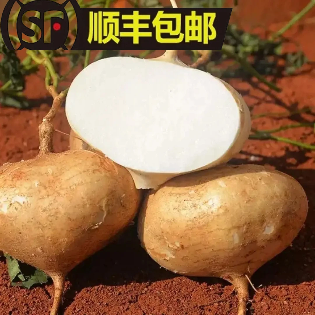 【普通快递】地萝卜贵州镇宁当季新鲜沙地地瓜1-9斤脆嫩多汁可生吃