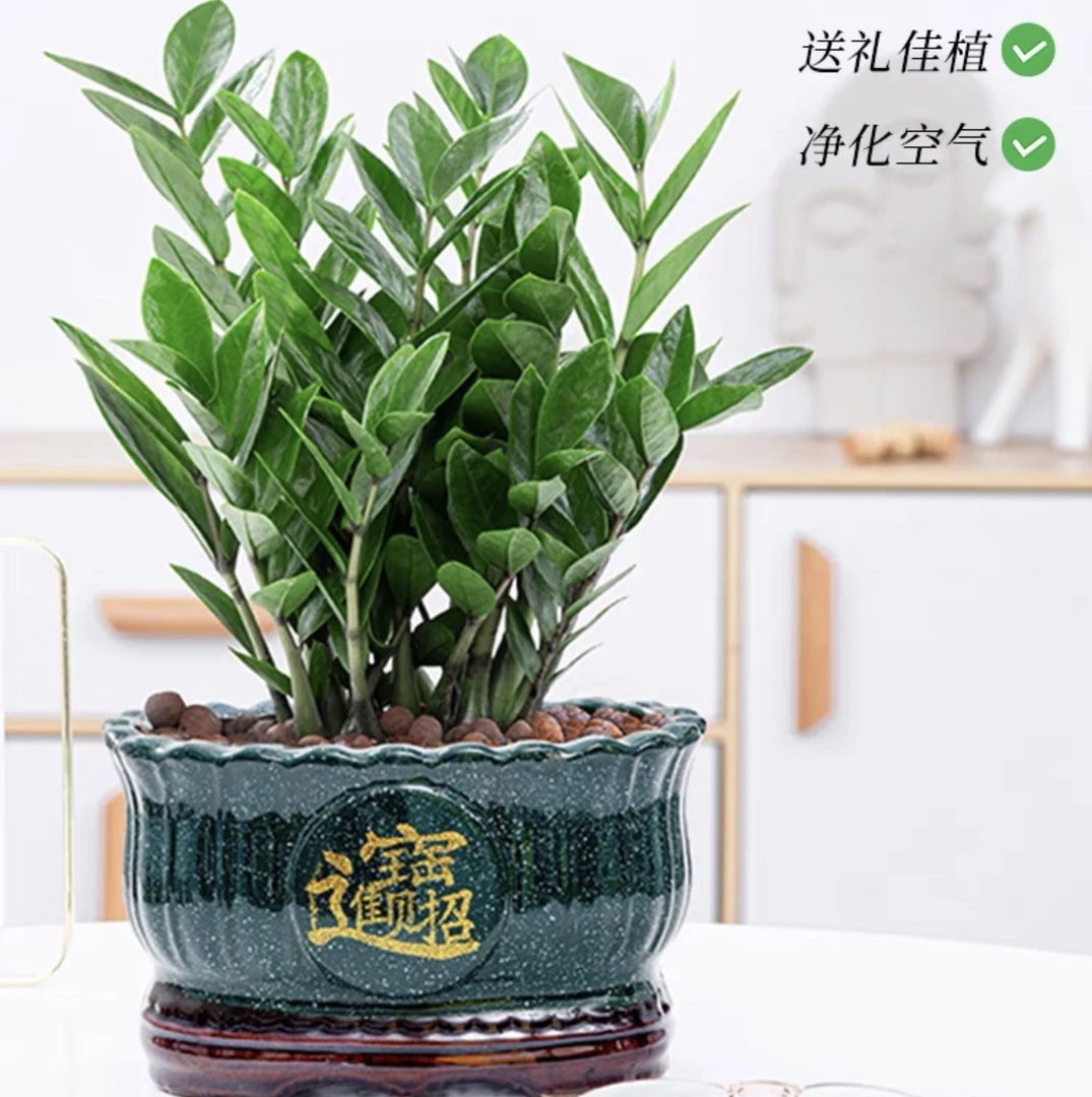 金钱树盆栽 室内绿植简易盆