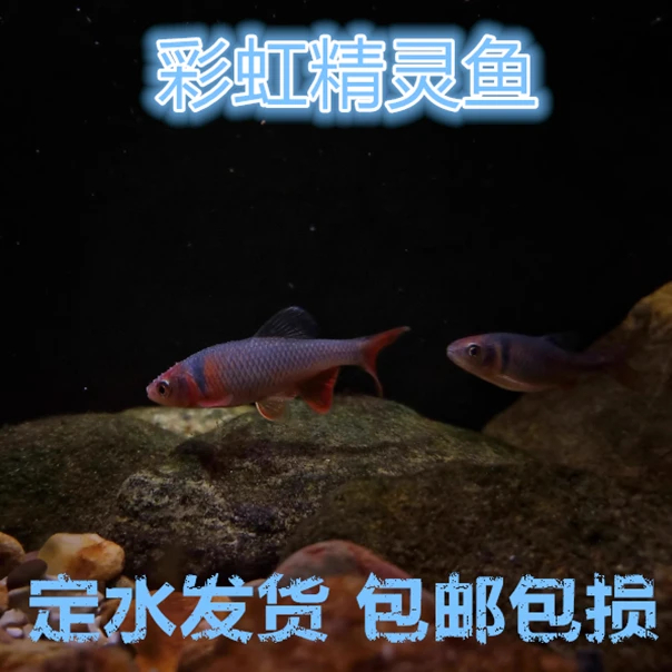 彩虹精灵鱼 卢伦真 原生鱼冷水鱼耐寒无需加热淡水发 观赏鱼