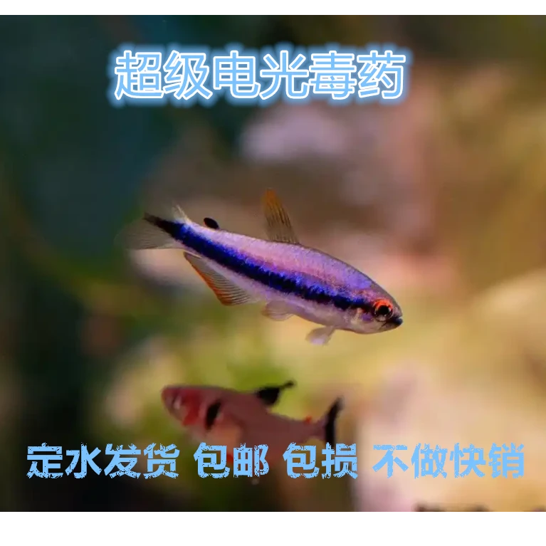 超级dy 大公 观赏鱼 南美缸 溪流缸 草缸