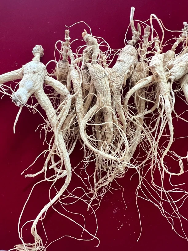 林下参十年左右残断打粉煲汤泡水