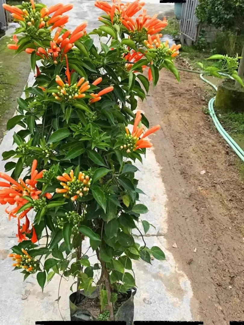 炮仗花苗 爬藤植物 鞭炮花 四季可种阳台庭院垂吊攀援花卉 藤本花