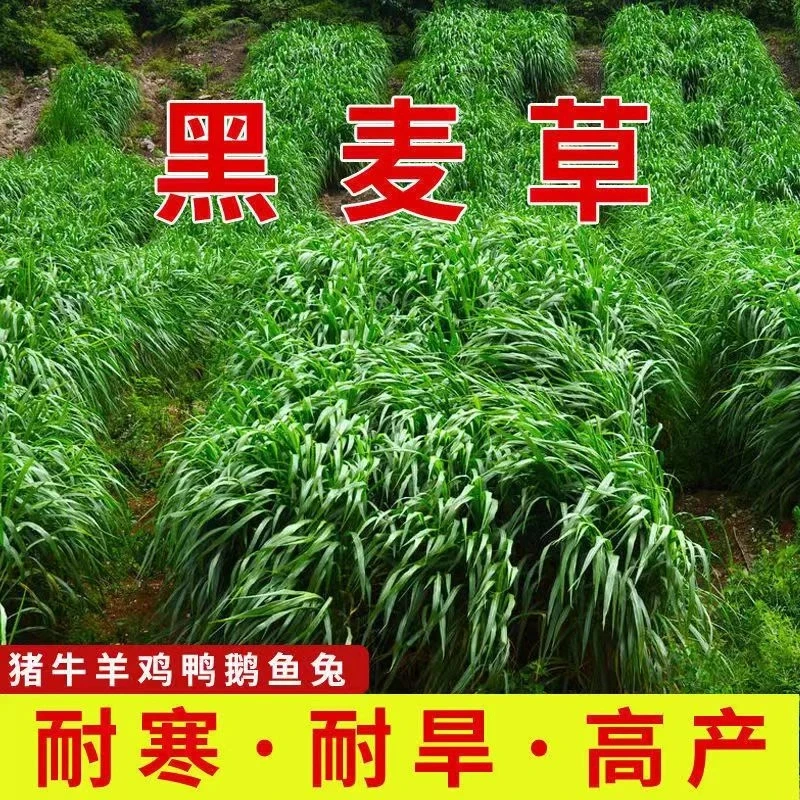 牧草种子多年生黑麦草种子鸡鸭鹅猪牛羊鱼四季草种快速进口冬季