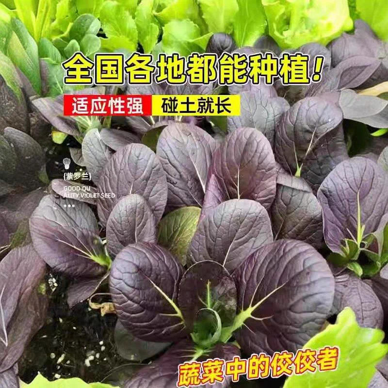 紫罗兰油菜种籽四季小白菜种子小青菜红紫油菜种孑阳台种植蔬菜籽