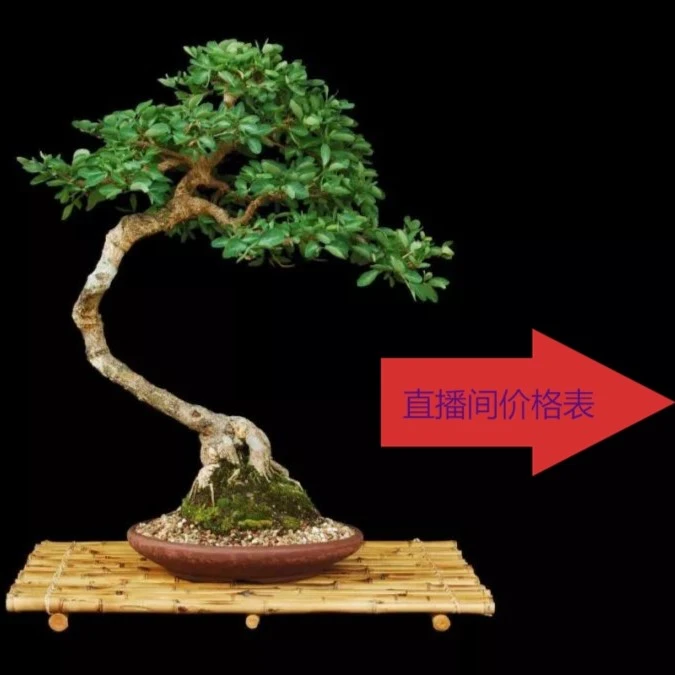 清香木。尖叶木樨榄