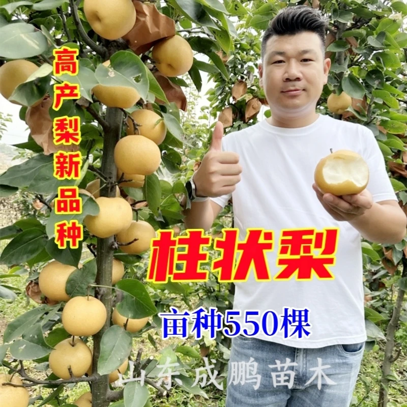 柱状梨金秋蜜梨梨树新品种树苗基地直发包品种包纯度