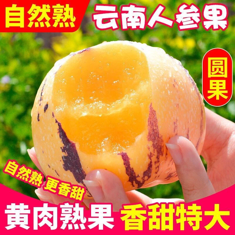 【树上熟圆果黄肉】正宗石林人参果新鲜水果低糖清甜当季人生果