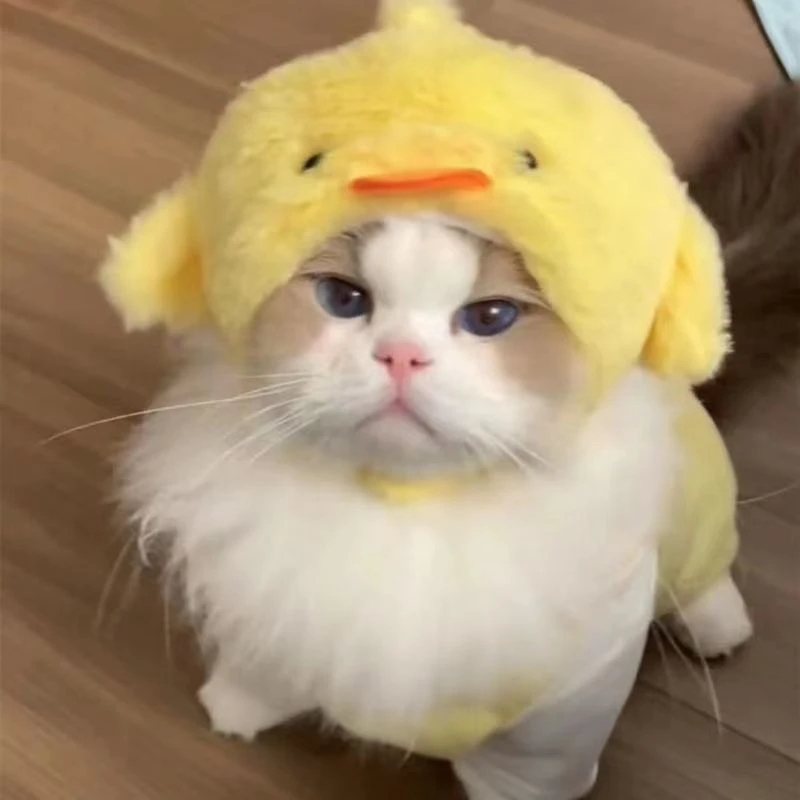 猫咪头套可爱小猪帽子宠物小狗狗马尔济斯约克夏比熊可爱拍照头饰