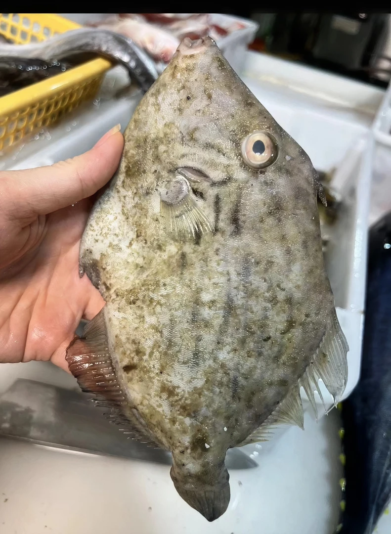 惠来神泉本港八封迪5盒广东省包邮