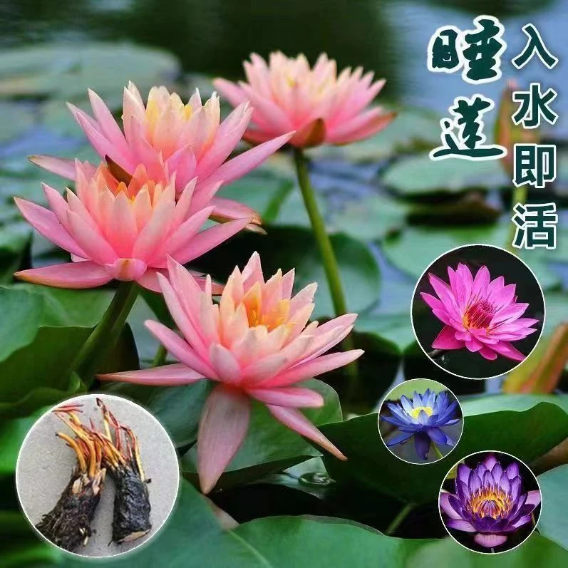 香水睡莲花鱼缸睡莲根块带花苞四季盆栽水培植物庭院大小睡莲花苗