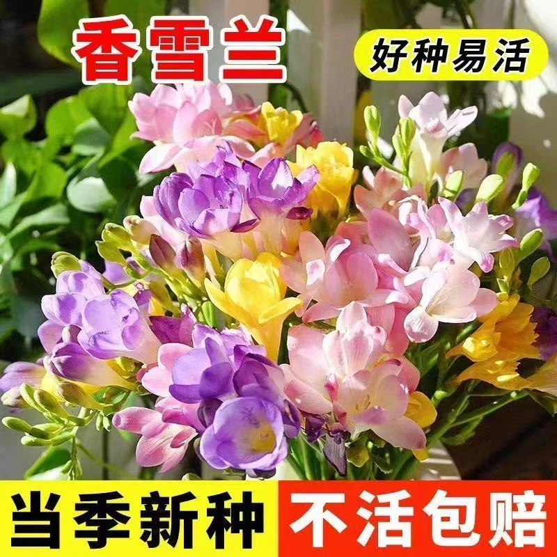 8个球四季开花重瓣香雪兰种球浓香型花卉种球