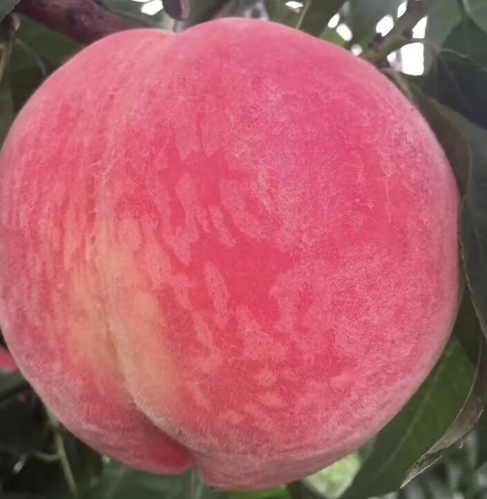 6月上旬脆甜（6月脆）全红颜色紫薇