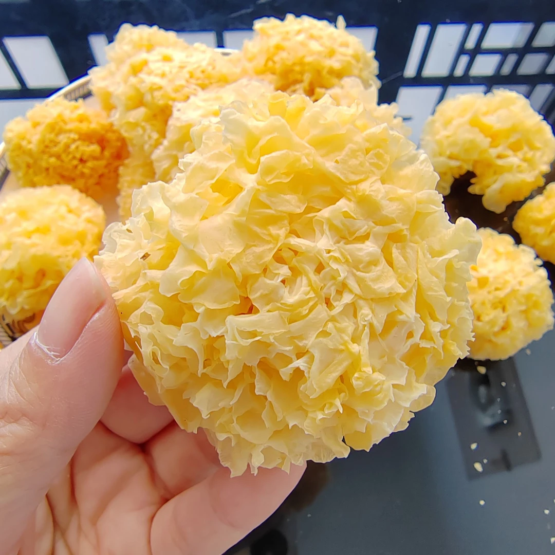 古田椴木小银耳干货糯耳羹出胶雪耳白木耳无硫煲汤煲水