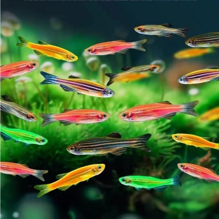 斑马鱼小型斑马鱼热带鱼水草缸饲养好养耐活观赏鱼包邮