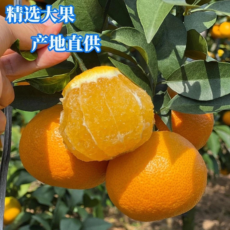 江西赣南脐橙信丰场地新鲜采摘赣南信丰脐橙10斤20斤新鲜橙子