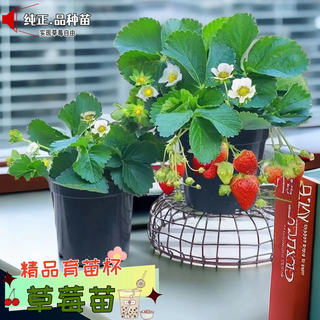 纯正奶油草莓苗原盆原土四季盆栽适合南北方阳台庭院种植当年结果
