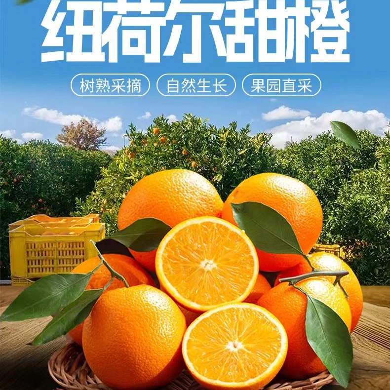 【农家自种】正宗纽荷尔脐橙新鲜水果香甜多汁甜橙子商用整箱批发